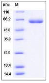 SDS-PAGE - Recombinant Human LBP protein (His tag) (AB276289), expandable thumbnail