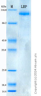 SDS-PAGE - Recombinant Human LBP Protein Standard (His tag) (AB320809)