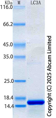 SDS-PAGE - Recombinant Human LC3A Protein Standard (His tag) (AB316735), expandable thumbnail