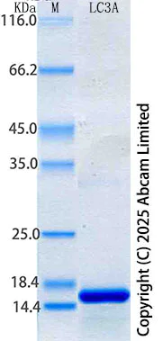 SDS-PAGE - Recombinant Human LC3A Protein Standard (His tag) (AB316735)