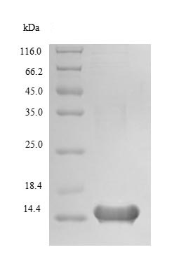 SDS-PAGE - Recombinant Human LCE3A protein (His tag) (AB238231), expandable thumbnail