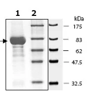 SDS-PAGE - Recombinant human Lck protein (GST tag N-Terminus) (AB79626)