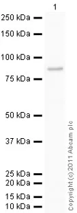 Western blot - Recombinant human Lck protein (AB79626)