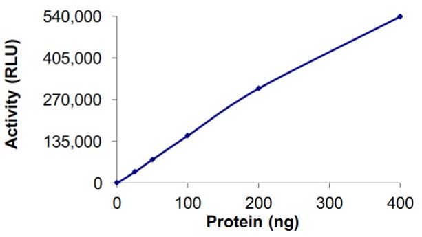 Recombinant human LCMT1 protein (Active)