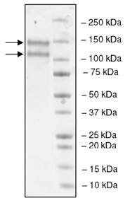 Recombinant human LDL Receptor protein (Biotin)