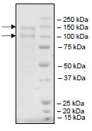 SDS-PAGE - Recombinant human LDL Receptor protein (DDDDK tag C-Terminus) (AB198760)