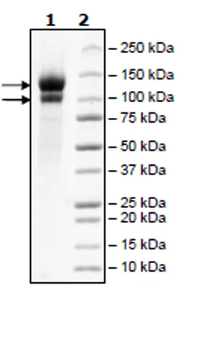 SDS-PAGE - Recombinant Human LDL Receptor protein (DDDDK tag C-Terminus) (AB271587)