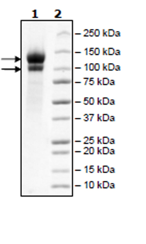 SDS-PAGE - Recombinant Human LDL Receptor protein (Tagged) (AB271587), expandable thumbnail