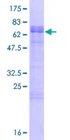SDS-PAGE - Recombinant Human LDLRAD3 protein (GST tag N-Terminus) (AB165502)