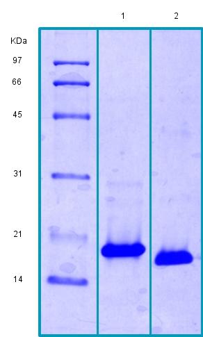 SDS-PAGE - Recombinant Human LECT2 protein (AB188467), expandable thumbnail
