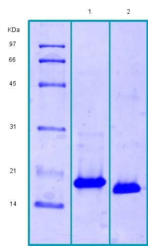 SDS-PAGE - Recombinant Human LECT2 protein (AB188467)