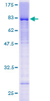 SDS-PAGE - Recombinant Human LEF1 protein (AB132092)