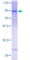 SDS-PAGE - Recombinant Human LEF1 protein (GST tag N-Terminus) (AB132092)