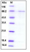 SDS-PAGE - Recombinant Human LEFTY2 protein (Fc Chimera) (AB276234)