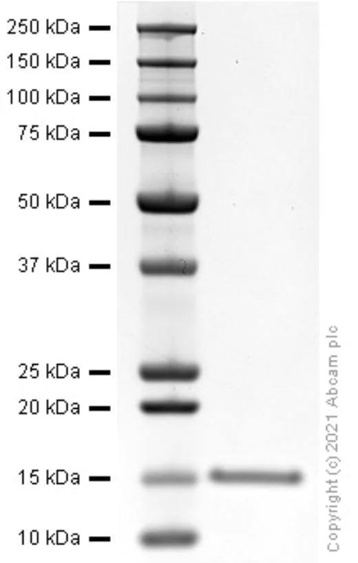 SDS-PAGE - Recombinant Human Leptin protein (AB281816)