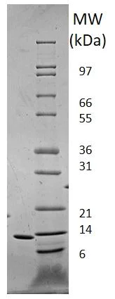 SDS-PAGE - Recombinant human Leptin protein (Active) (AB269249)