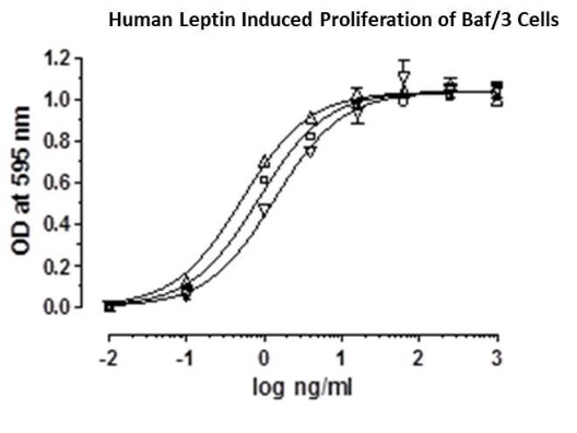 Recombinant human Leptin protein (Animal Free)