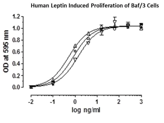 Functional Studies - Recombinant human Leptin protein (Animal Free) (AB222359)
