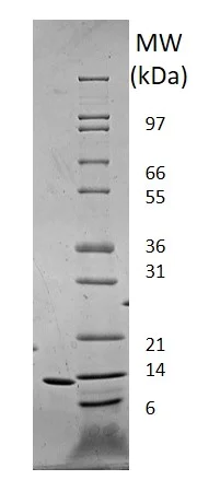 SDS-PAGE - Recombinant human Leptin protein (Animal Free) (AB222359)