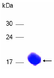 SDS-PAGE - Recombinant Human LETMD1/HCCR-1 protein (AB79566), expandable thumbnail