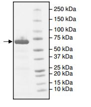 SDS-PAGE - Recombinant Human Leukotriene A4 hydrolase/LTA4H protein (AB198440), expandable thumbnail