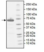 SDS-PAGE - Recombinant Human Leukotriene A4 hydrolase/LTA4H protein (DDDDK tag C-Terminus + His tag C-Terminus) (AB198440)