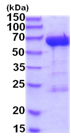 SDS-PAGE - Recombinant Human Leukotriene A4 hydrolase/LTA4H protein (His tag N-Terminus) (AB201716)