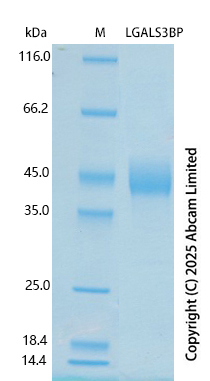SDS-PAGE - Recombinant Human LGALS3BP Protein Standard (AB324500), expandable thumbnail