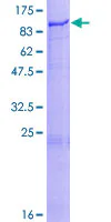 SDS-PAGE - Recombinant Human LH1 protein (GST tag N-Terminus) (AB159142)