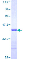 SDS-PAGE - Recombinant Human LI Cadherin protein (GST tag N-Terminus) (AB114173)