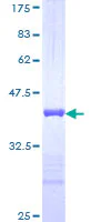 SDS-PAGE - Recombinant Human LI Cadherin protein (GST tag N-Terminus) (AB114173)
