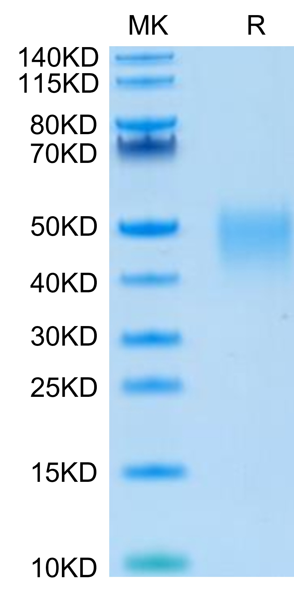 SDS-PAGE - Recombinant Human LIF (Active) protein (AB316082), expandable thumbnail