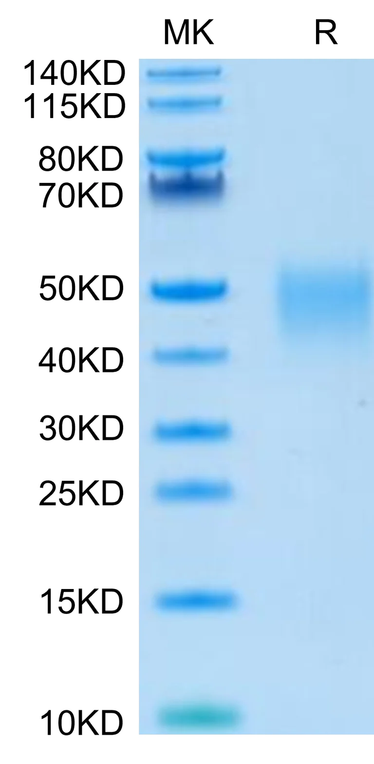 SDS-PAGE - Recombinant Human LIF (Active) protein (AB316082)