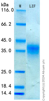 SDS-PAGE - Recombinant Human LIF Protein Standard (His tag) (AB316631)