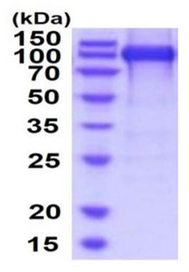 SDS-PAGE - Recombinant Human LIFR protein (His tag) (AB219221), expandable thumbnail