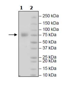 SDS-PAGE - Recombinant Human LILRA1 protein (Avi tag C-Terminus + His tag C-Terminus) (AB271591)