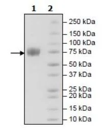 SDS-PAGE - Recombinant Human LILRA1 protein (Biotin) (Avi tag C-Terminus + His tag C-Terminus) (AB271590)
