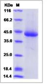 SDS-PAGE - Recombinant Human LILRA5 protein (His tag) (AB276713)