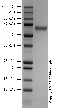SDS-PAGE - Recombinant Human LILRB1 Protein (AB290106)