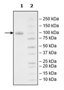 SDS-PAGE - Recombinant Human LILRB1 protein (Biotin) (Fc tag C-Terminus + Avi tag C-Terminus) (AB271593)
