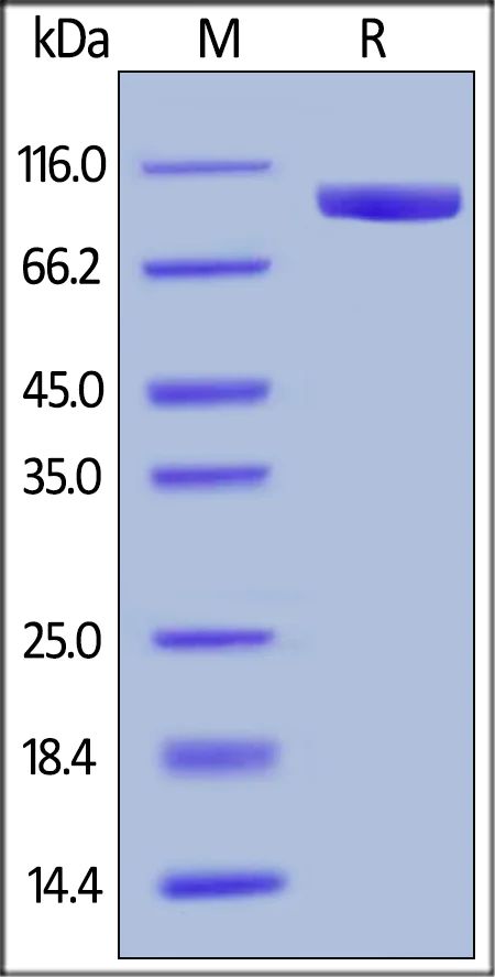 SDS-PAGE - Recombinant Human LILRB1 protein (Fc Chimera) (AB180057)
