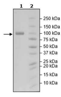 SDS-PAGE - Recombinant Human LILRB1 protein (Fc tag C-Terminus + Avi tag C-Terminus) (AB271592)