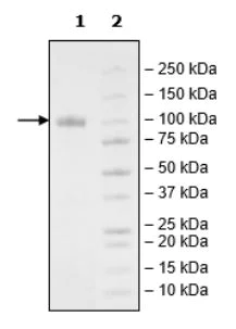 SDS-PAGE - Recombinant Human LILRB1 protein (Tagged) (Biotin) (AB271593)