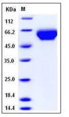 SDS-PAGE - Recombinant Human LILRB3 protein (His tag) (AB276450)