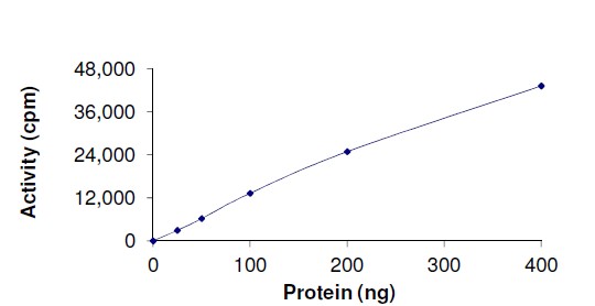 Functional Studies - Recombinant human LIM Kinase 1 protein (AB174066)