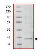 SDS-PAGE - Recombinant Human LIM Kinase 1 protein (AB70186)