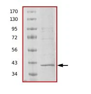 SDS-PAGE - Recombinant Human LIM Kinase 1 protein (His tag N-Terminus) (AB70186)