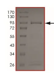SDS-PAGE - Recombinant human LIMK2 protein (GST tag N-Terminus) (AB207944)