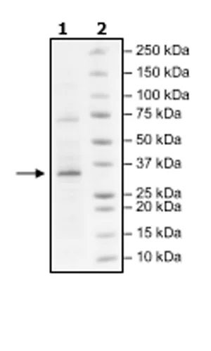 SDS-PAGE - Recombinant Human Lin28A protein (Biotin) (DDDDK tag N-Terminus + Avi tag N-Terminus) (AB271599)