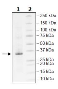 SDS-PAGE - Recombinant Human Lin28A protein (Tagged) (AB271598), expandable thumbnail